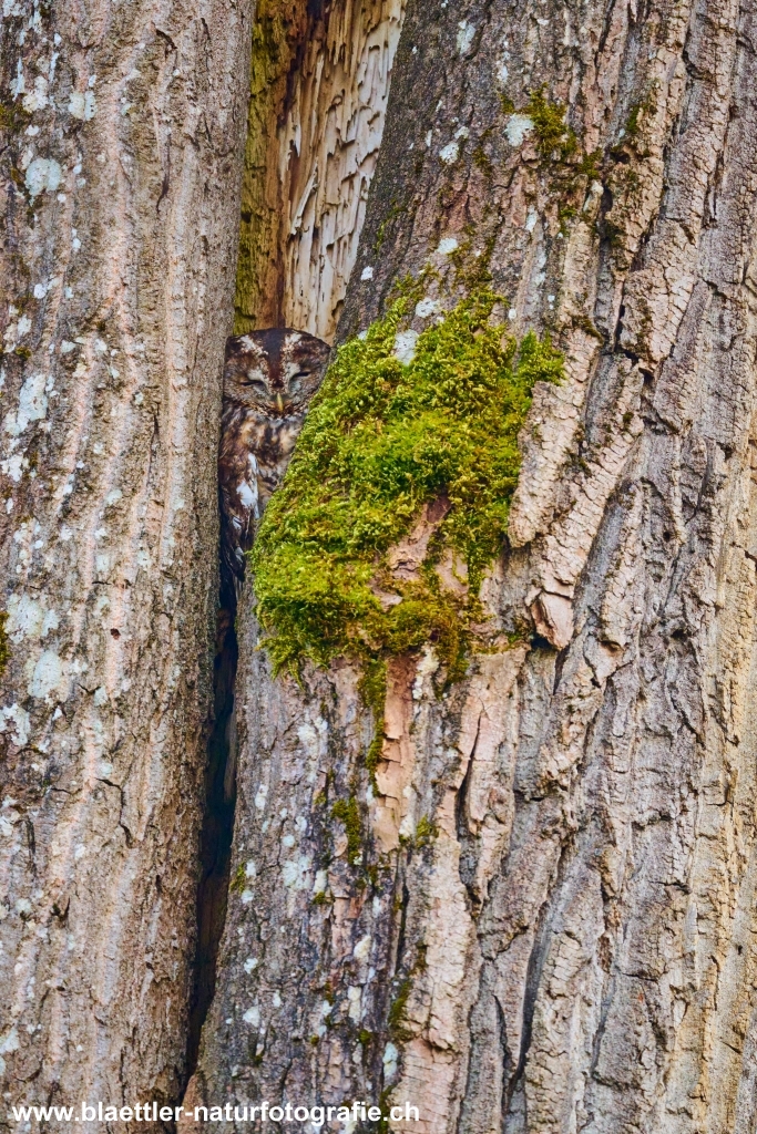 Waldkauz (Strix aluco) &copy; Sandra Bl&auml;ttler